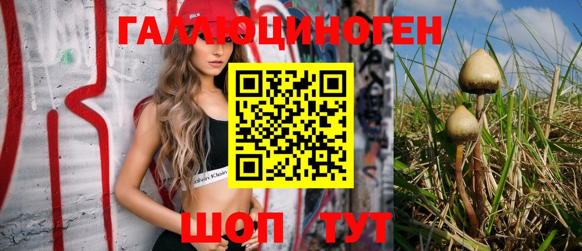 Псилоцибиновые грибы Psilocybe Сосновый Бор